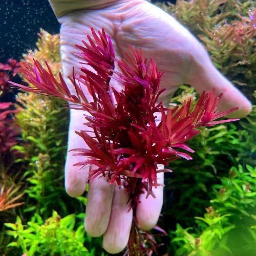 Rotala “Blood Red” (Rotala rotundifolia) – Vermelho Intenso