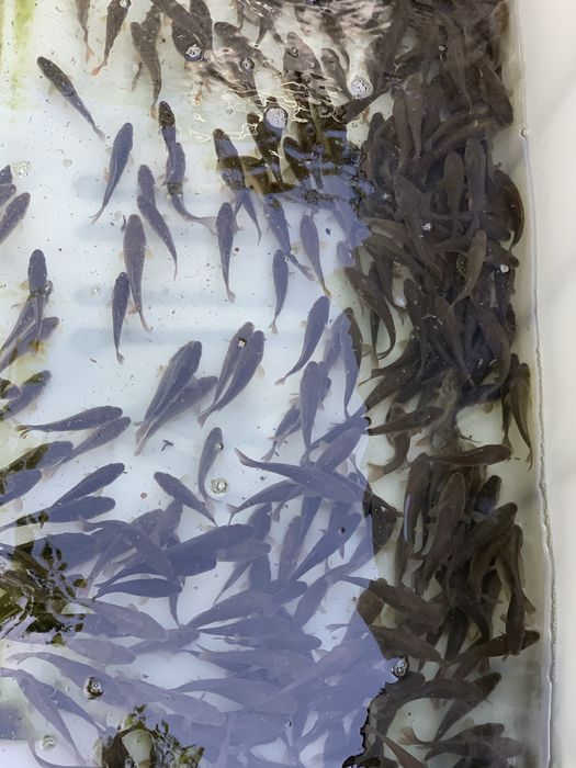 Karp karpie narybek do stawu ryby