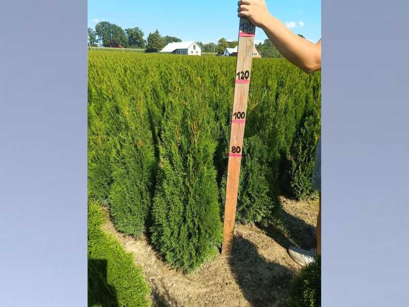 Okazja!!! Tuja SZMARAGD