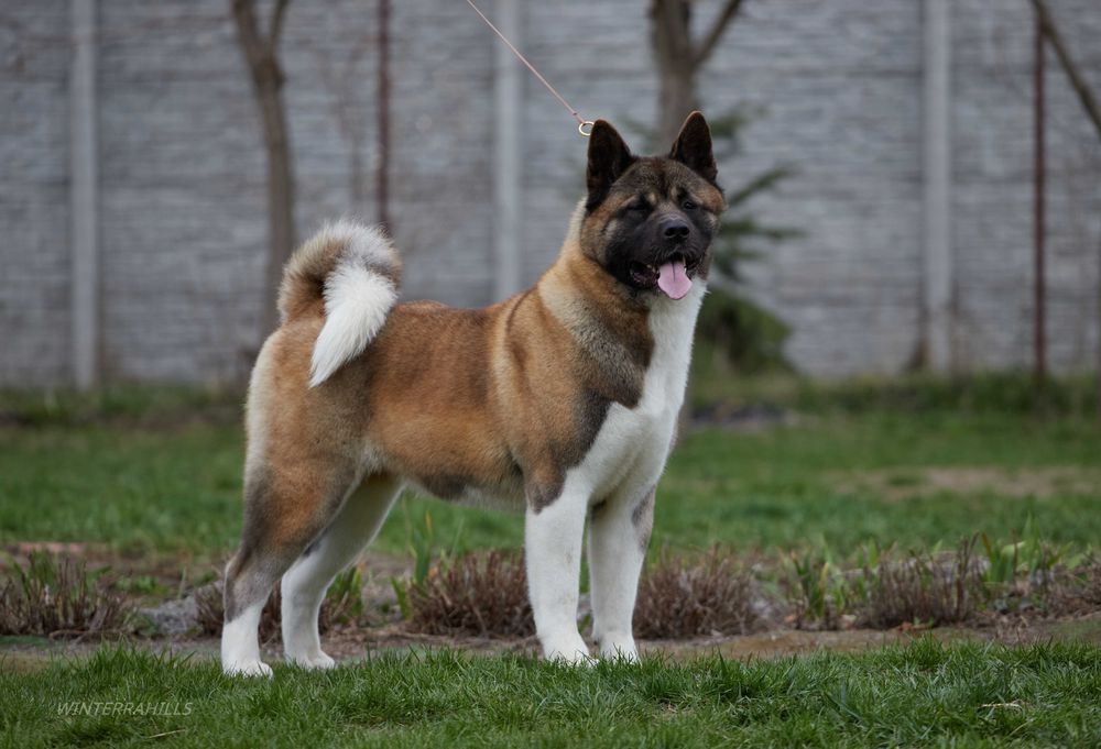 Дівчинка КСУ-FCI Американська Акіта American Akita