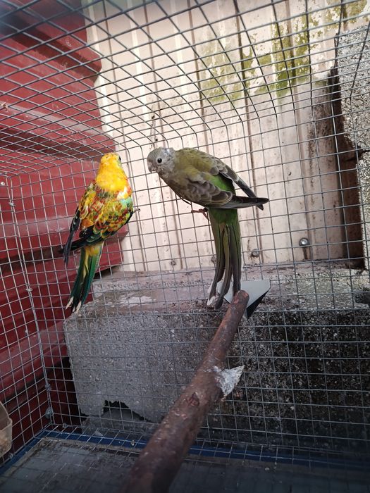 Casal Red rumped 2026 Aves anilhadas