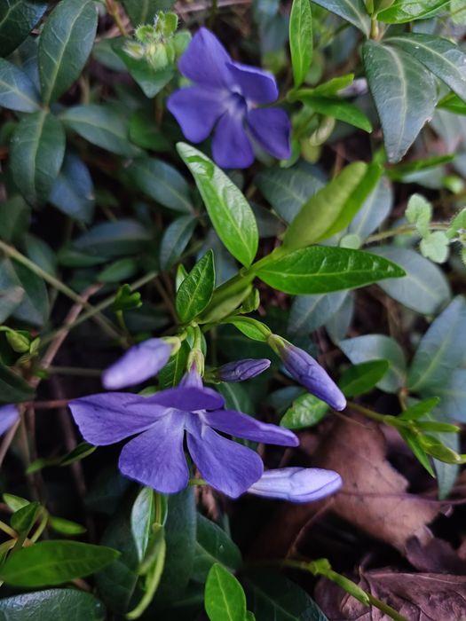 Барвінок, великі кущики