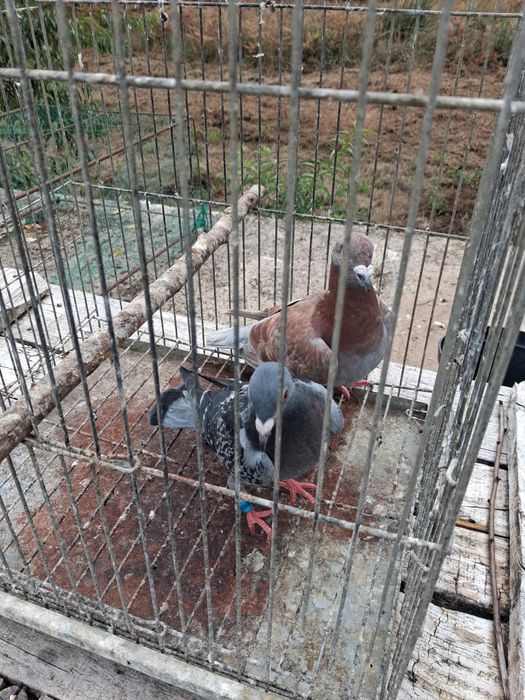 Pombas correias adultas