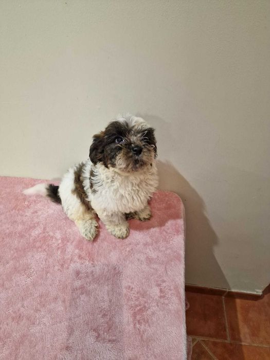 shih Tzu de excelência e de porte pequeno