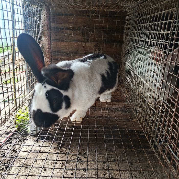 Продам кролів німецький строкач та термонська біла.