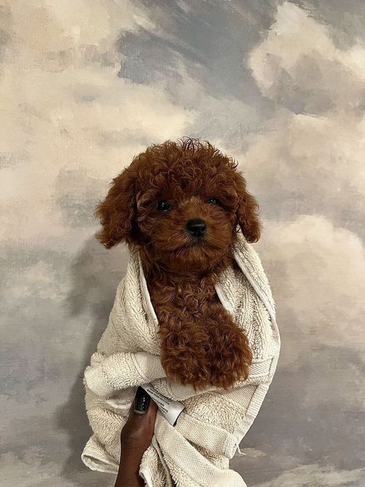 Пуделі Ред Браун і мальтіпу F1 і ф2 хлопчики і дівчатка міні зі Львова