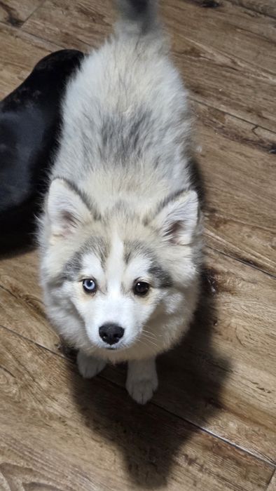 Pomsky( mini husky) F3