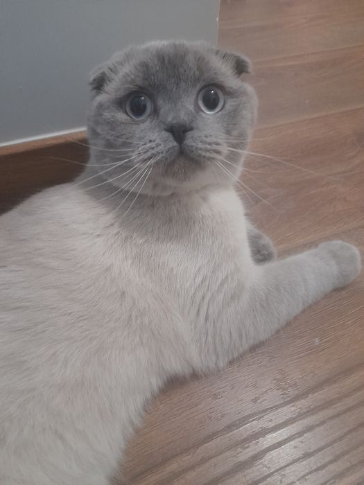 Шукаю кицю для в'язки