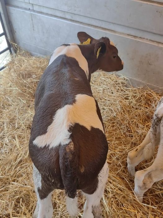 Cielaki z Polskich gospodarstw