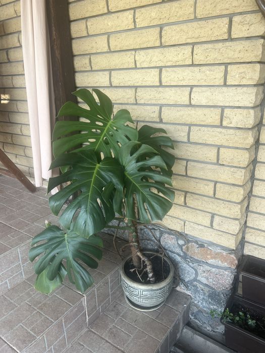 Монстера комнатная