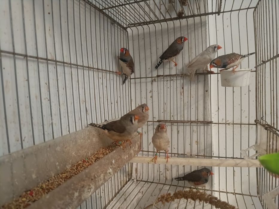 Mandarins para ceder