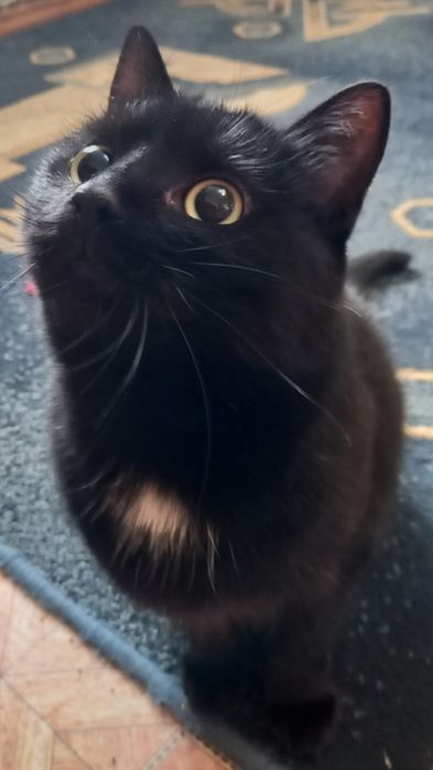 В добрі руки котик кастрований безкоштовно