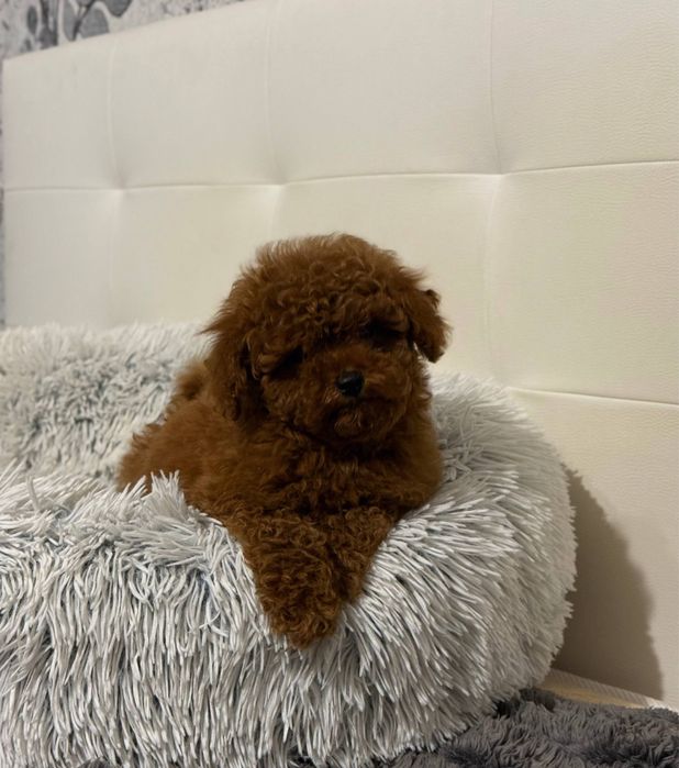 Той пуделя Red Браун