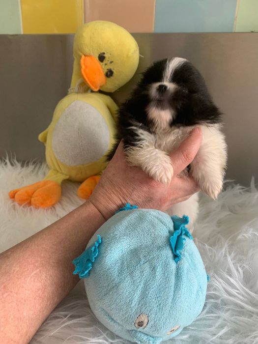 Spitz bebé lindo