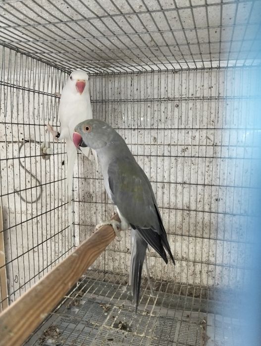 Casal ringnecks 2025