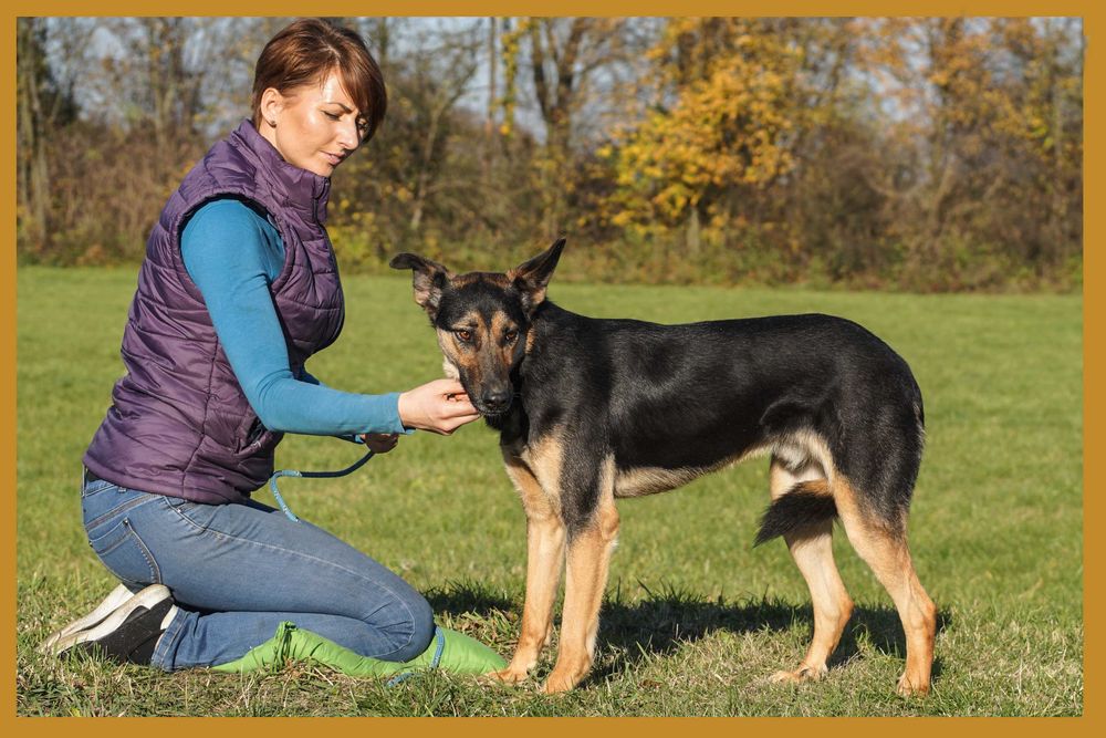 Maximo - czujy piesek szuka domu