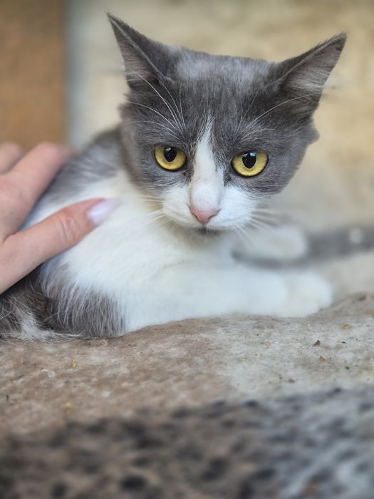 Кошеня підліток шукає дім