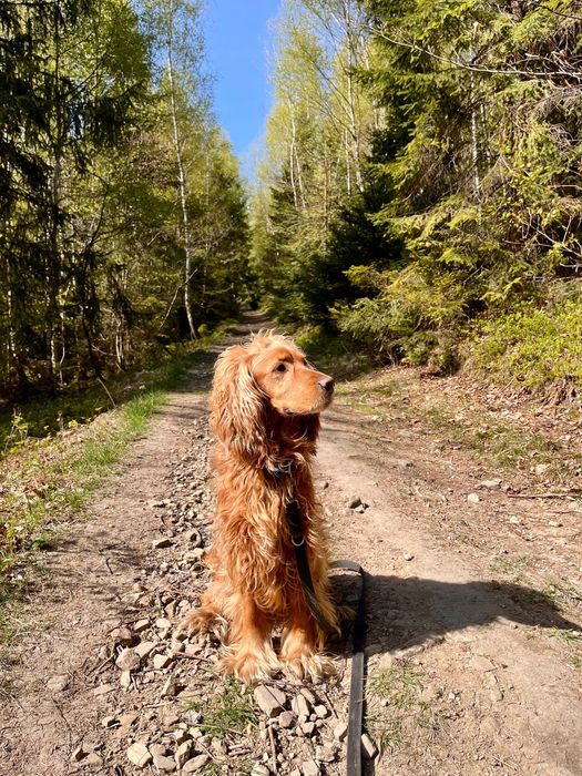 Cocker Spaniel z rodowodem 4 letni