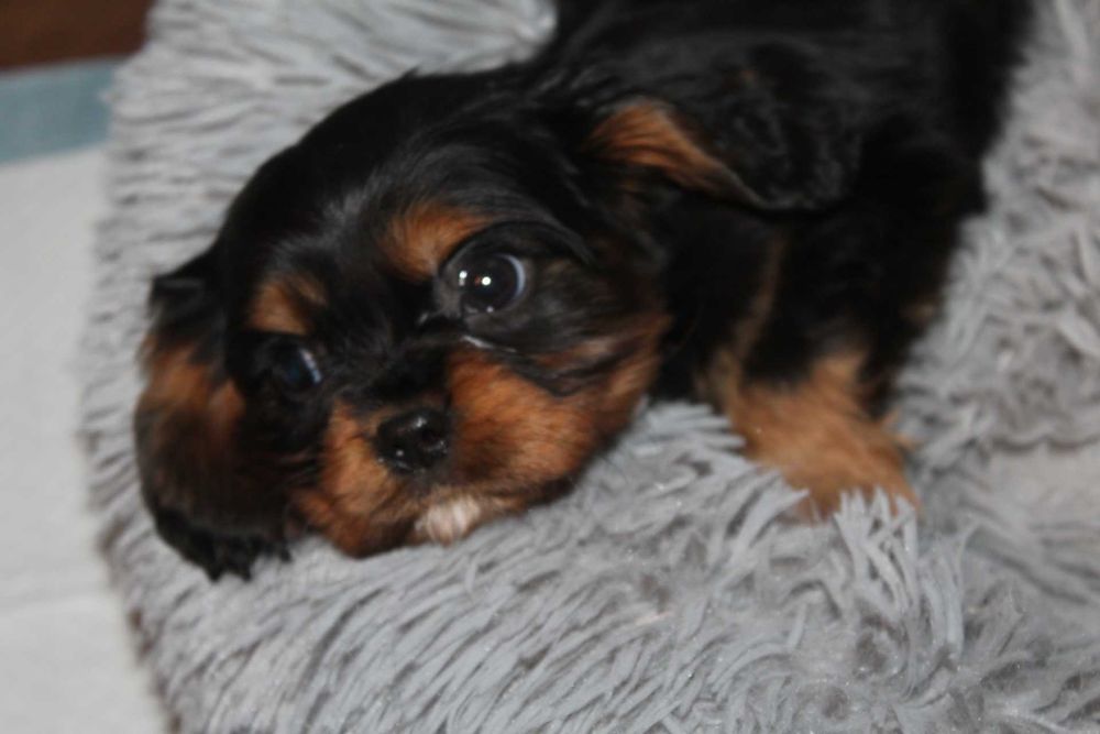 Cudowny  piesek cavalierek