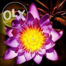 Plantas lindas flutuantes e oxigenadoras e pantanosas