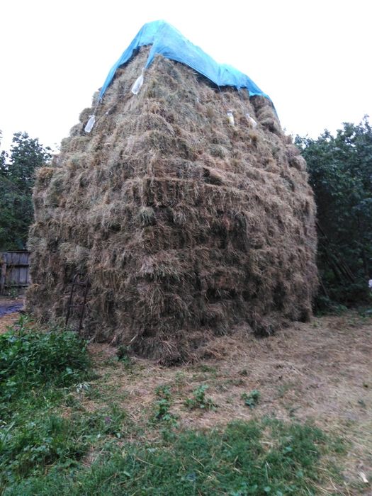 Продам тьюки сіна