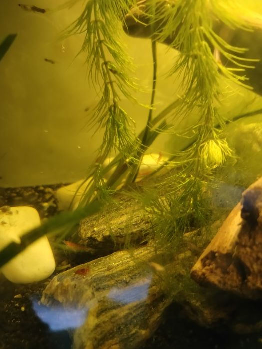 Akwarium 54l kompletne