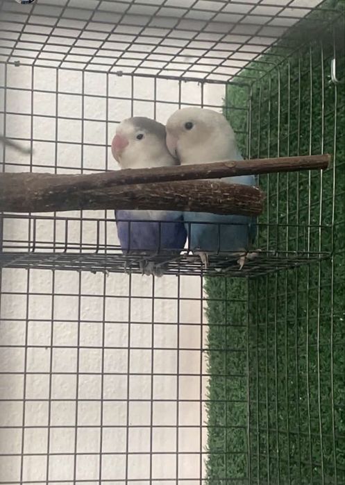 Love bird briding payer
