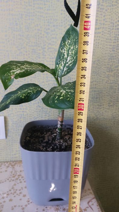 Дифенбахія плямиста ціна за шт