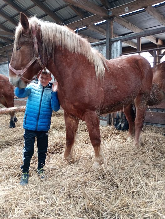 Klacz źrebica 2 letnia pkz polski koń zimnokrwisty