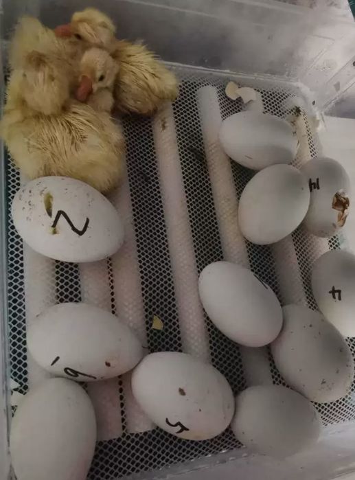 (NOVO) Chocadeira Automática 24 ou 36 Ovos Galinha