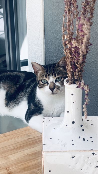 Doação responsável de gato