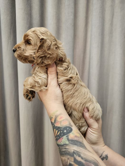 Cockapoo F1 Śliczna suczka -BADANIA