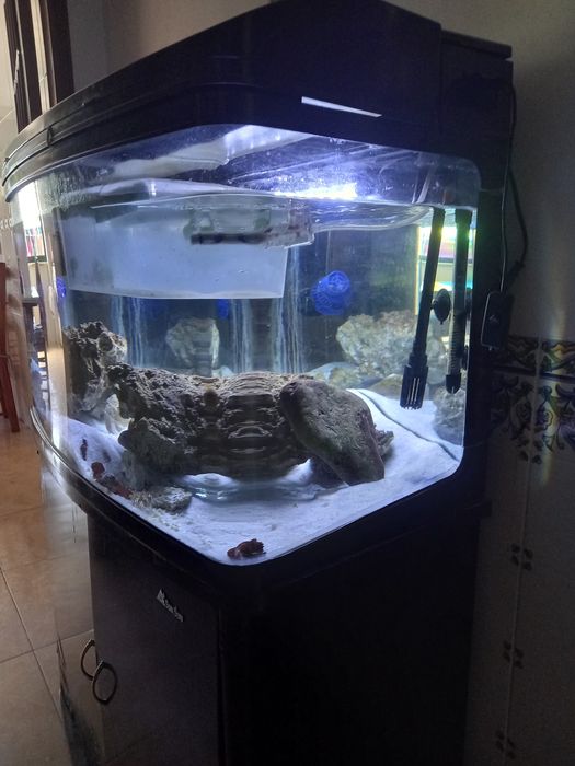 Aquário para peixes