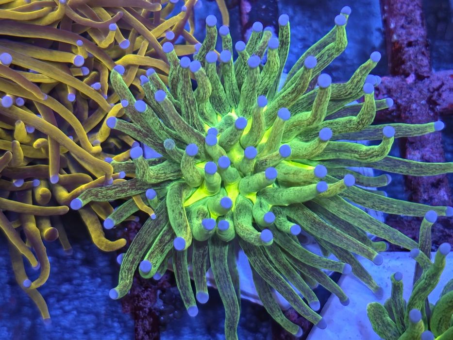 Euphyllia glabrescens glittery . LPS .  Akwarium morskie . Rzadkość