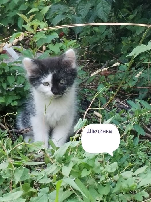 Терміново шукаємо кошеняткам родину