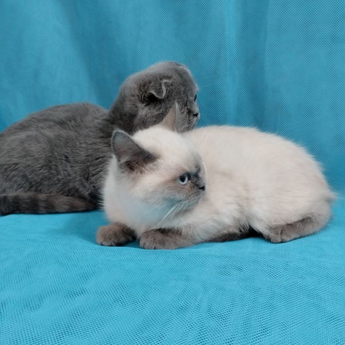 Шотландські кошенята