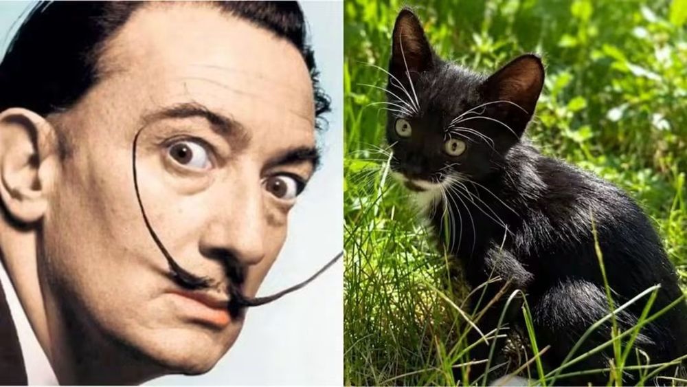 Кошенята шукають люблячу родину