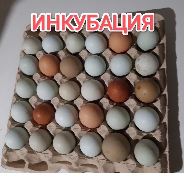Инкубацианные яйца. Бройлеров,Несушек,Курей, Уток, Индюков