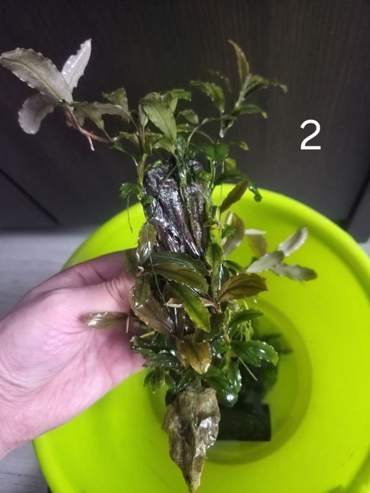 Bucephalandra Brownie / Alamanda