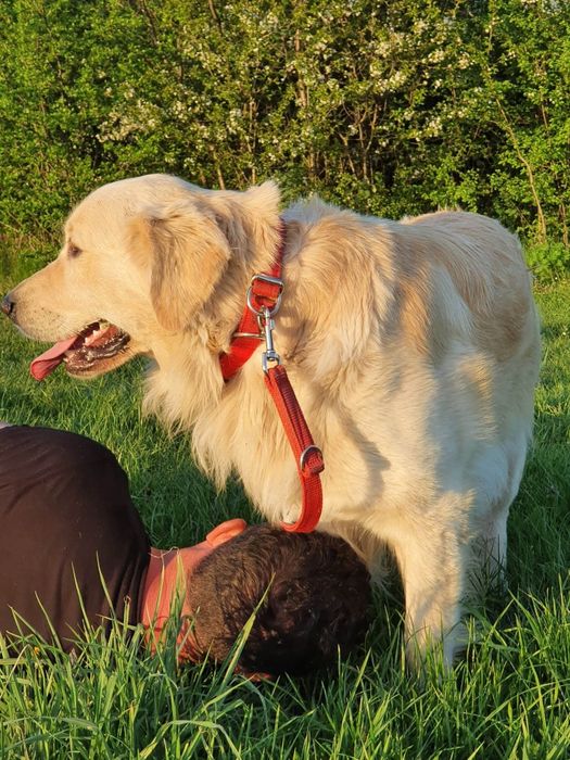 Golden Retriever suczka
