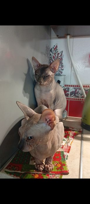 котята Канадский сфинкс