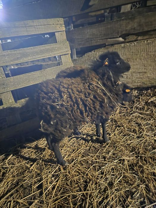 Owce quessant -  sprzedaż