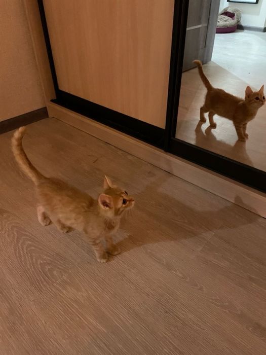 Перетримка домашніх тварин