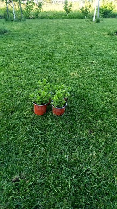 М'ята Мароканська