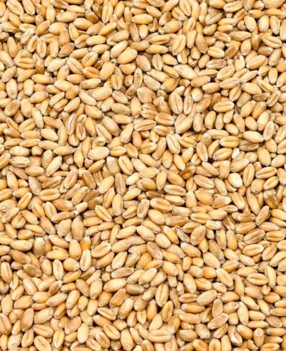 Pszenica ozima ładna