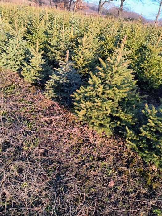 Świerk srebrny, pospolity, choinka choinki hurt detal plantacja