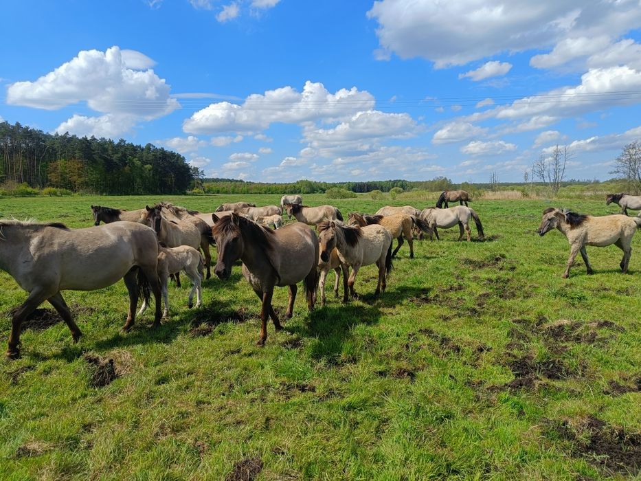Klaczka dwa lata Konik Polski