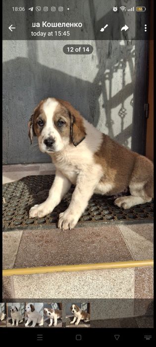 Продам цуценят алабаїв віком 1 місяць