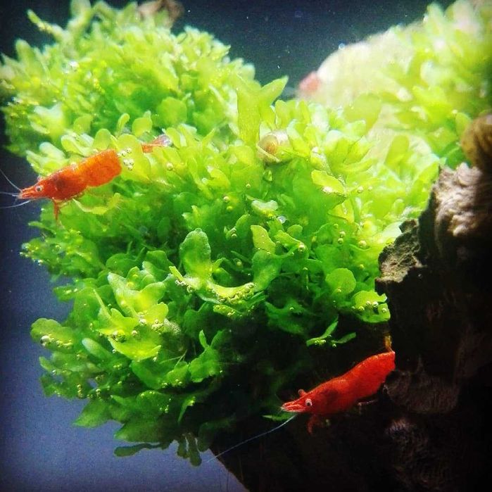 Ломариопсис линеата. Аквариумные растения