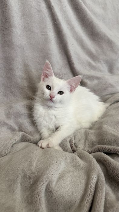 Продам котят мейн куна